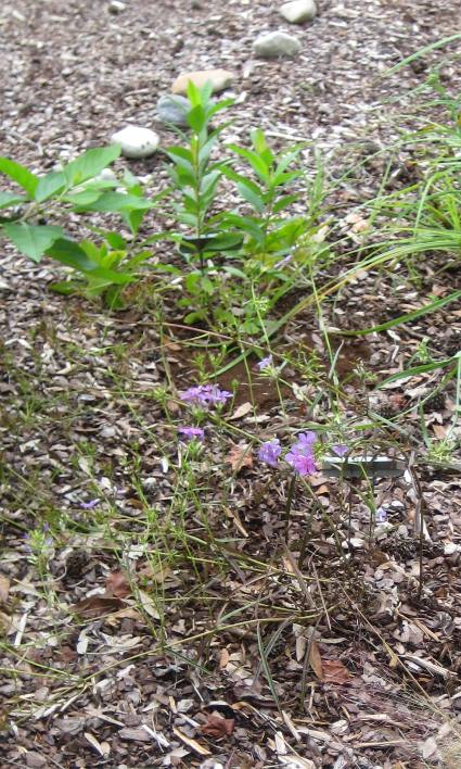 Carolina Phlox